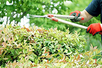 草刈り・植栽剪定